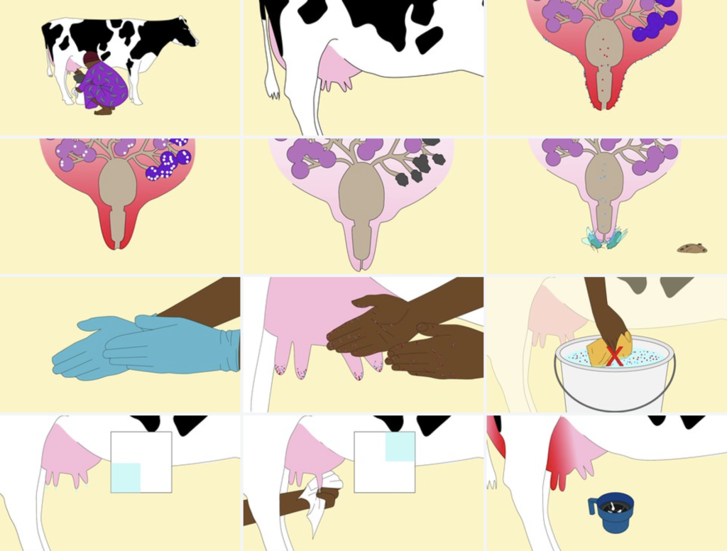 12 illustrations of dairy cows and milk production.